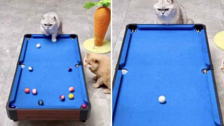 Ce chat est le meilleur joueur de billard du monde (Vidéo) !