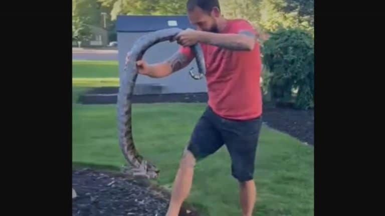 Il trouve un serpent dans son jardin et joue avec, il va vite le regretter ( Vidéo ) !