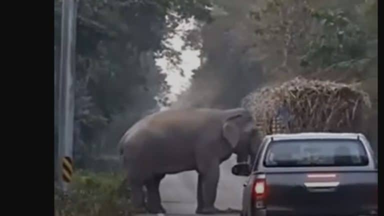 Un éléphant récupère la taxe au passage d'un camion de canne à sucre (vidéo)