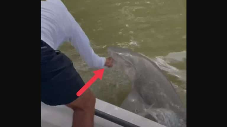 Un pêcheur se rince les mains dans l'eau et se fait mordre violemment par un requin (Vidéo)