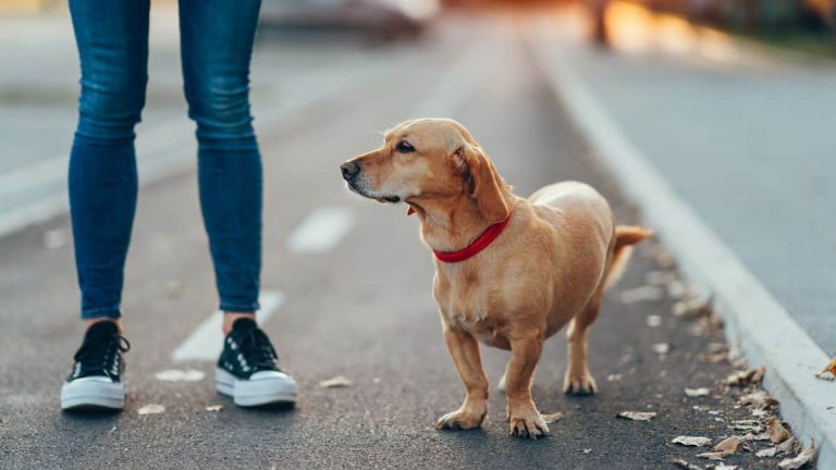 Cette grosse amende pour les Français qui promènent leur chien comme ça