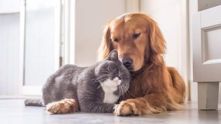 Chien, chat: que faut-il faire de leur dépouille après leur mort pour être dans la légalité ?