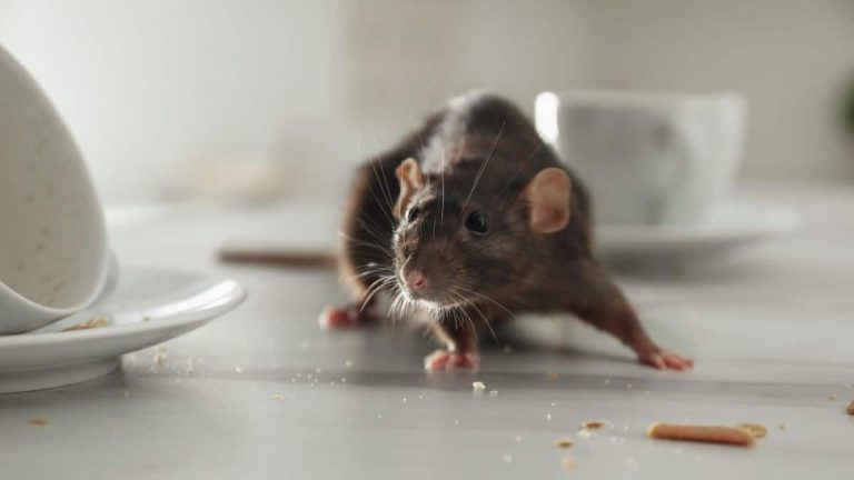 Cette astuce peu connue avec une bouteille en plastique permet d'éloigner les rats de votre maison