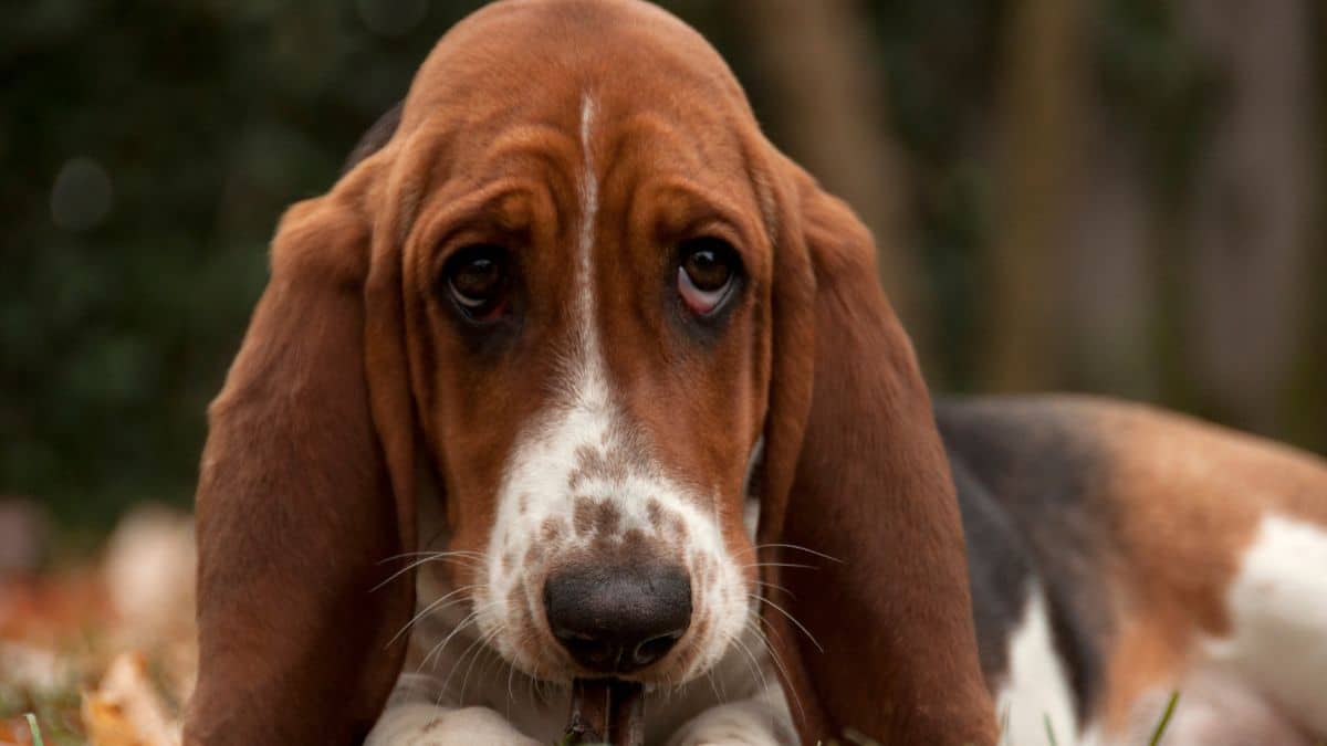 Cette grosse amende de 450 euros si vous ne respectez pas cette loi sur les animaux