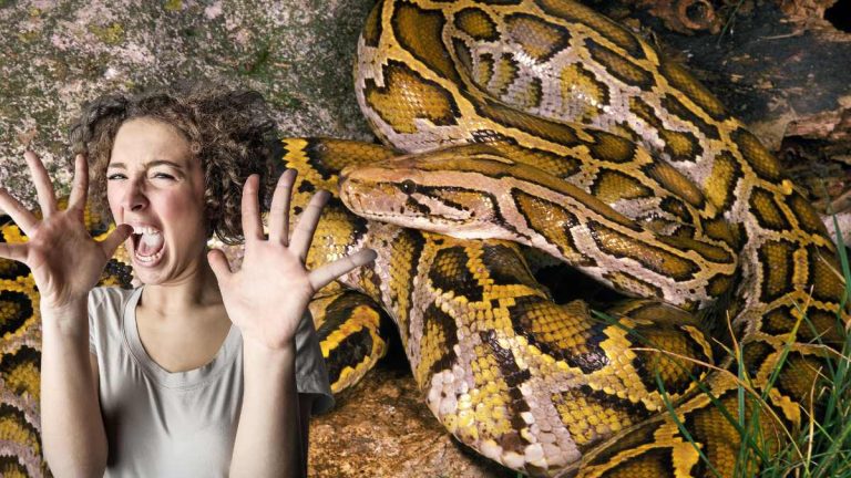 Elle se couche chaque soir avec son python et découvre l'horreur grâce à son vétérinaire