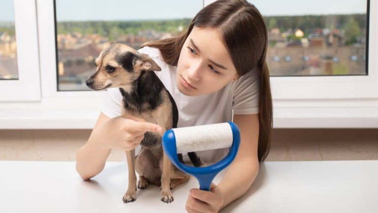 Ces astuces géniale pour nettoyer les poils de chien sur votre canapé