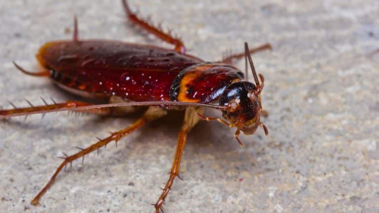 Cette feuille magique vous protège des fourmis et des cafards