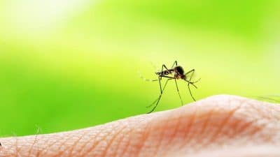 5 astuces imparables pour ne plus avoir de moustiques chez vous cet été