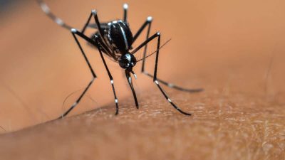 Les moustiques vont faire encore plus de ravage cet été selon ce docteur
