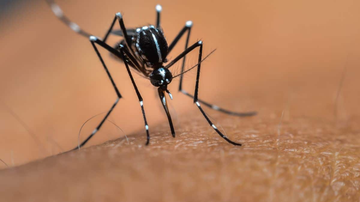 Les moustiques vont faire encore plus de ravage cet été selon ce docteur