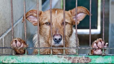 Les pires excuses entendues par la SPA pour un abandon d’animaux