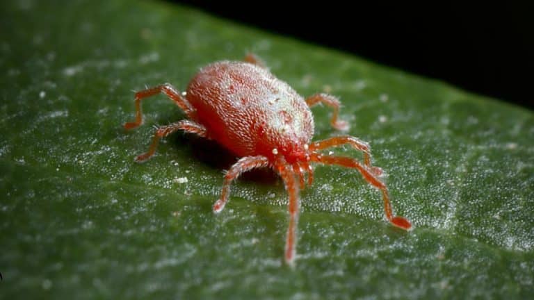 Cet insecte très présent dans ces lieux très touristiques propage un virus très dangereux