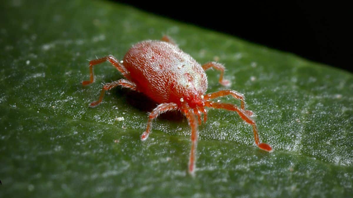 Cet insecte très présent dans ces lieux très touristiques propage un virus très dangereux