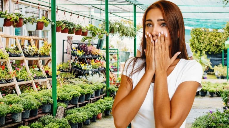 Cette célèbre marque de jardinerie et d’animalerie ferme plus de la moitié de ses magasins en France