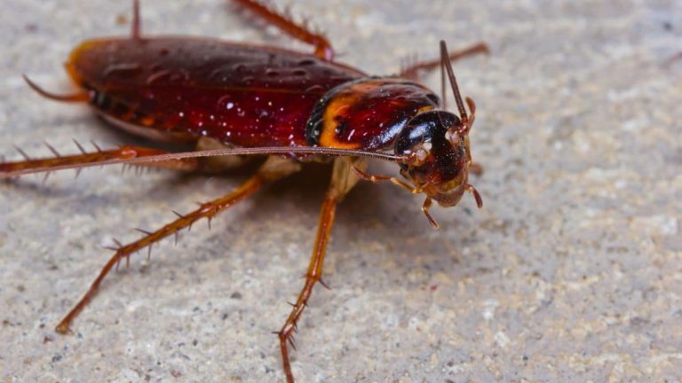 Exterminer tous les cafards présents chez vous avec des concombres