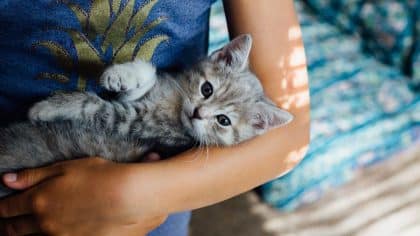 Les chats ont un effet fou sur votre sur la santé et c’est la science qui le dit