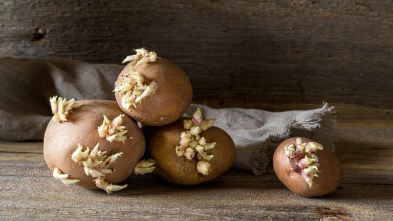 La meilleure technique pour éviter que les pommes de terre germent dans leur filet