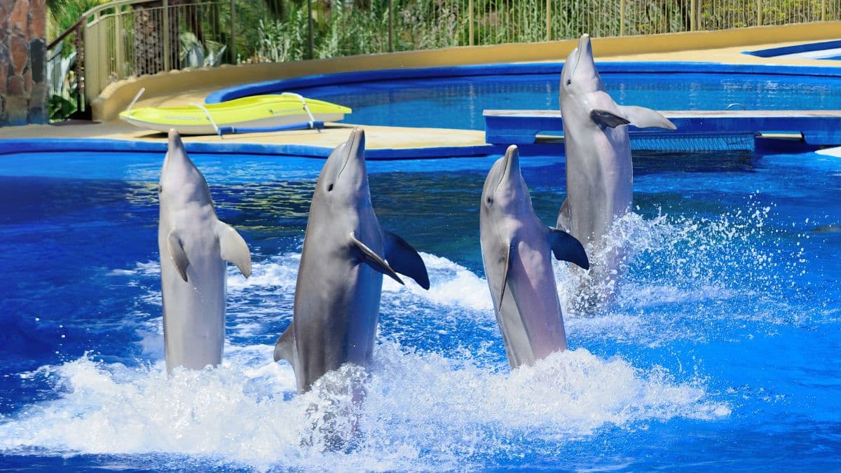 4000 animaux totalement abandonnés après la fermeture de ce parc d’attraction en France ?