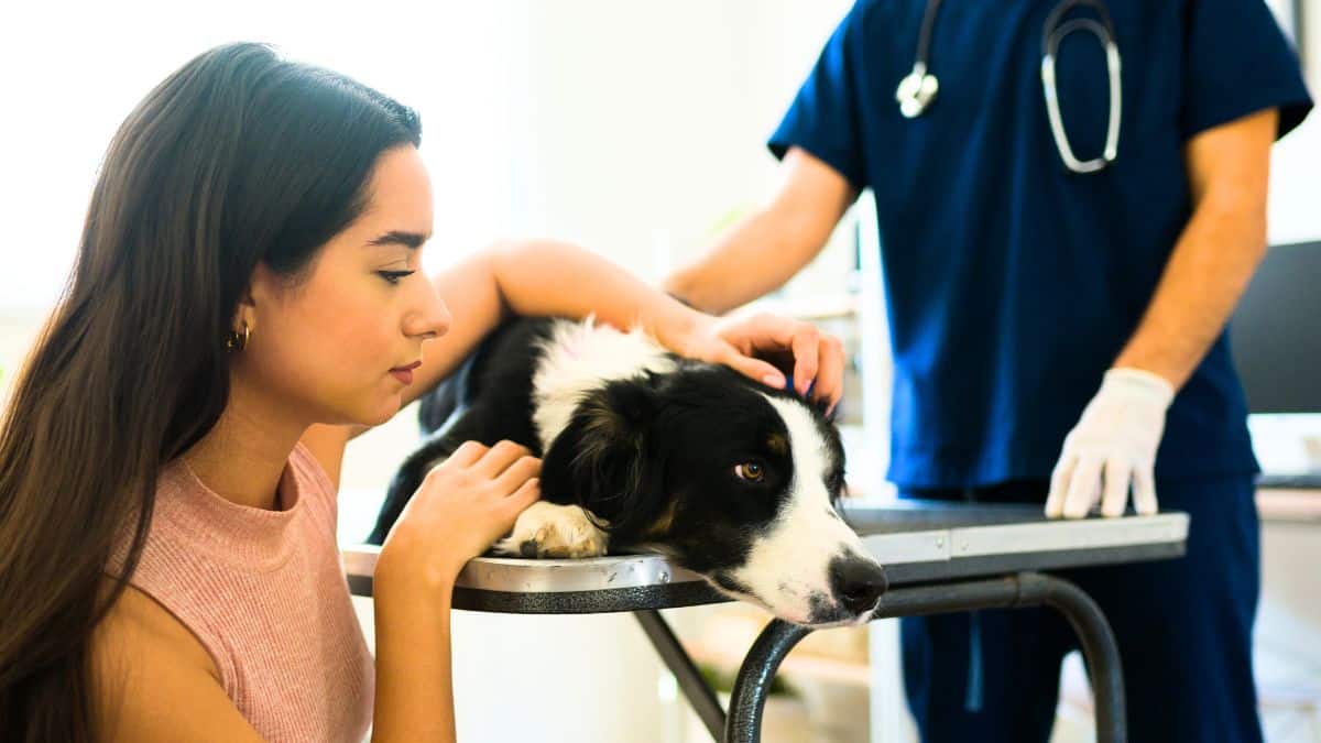 Cette phrase à ne plus dire lors des adieux avec votre chien selon un vétérinaire