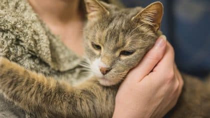 Ce chat retrouvé 15 ans après meurt d'une crise d’épilepsie dans les bras de ses maîtres