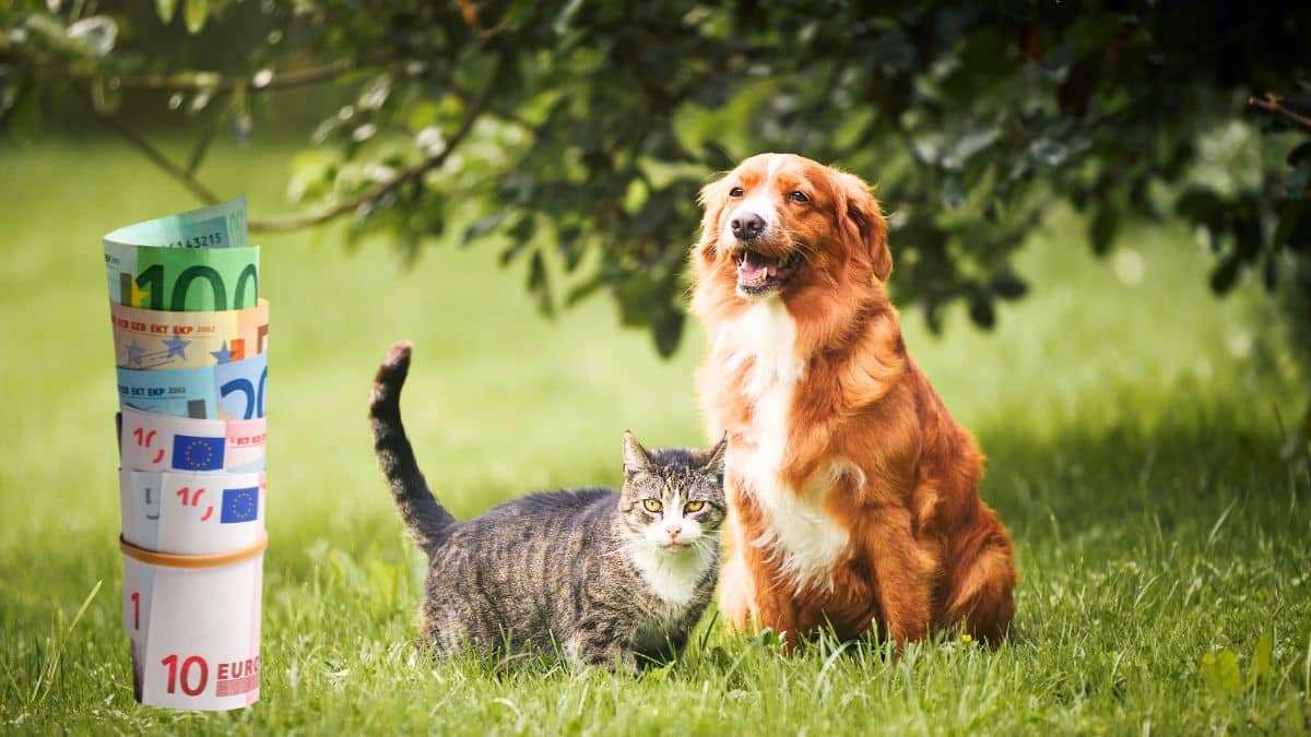 Taxe sur les animaux de compagnie: cette somme à payer pour un chien et pour un chat