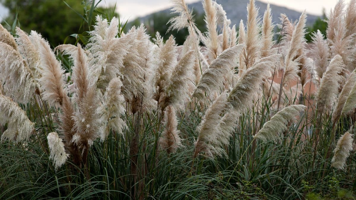 Une amende de 150 000 euros si vous avez cette plante dans votre jardin