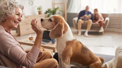 Seniors : ces races de chiens parfaites pour avoir de la compagnie